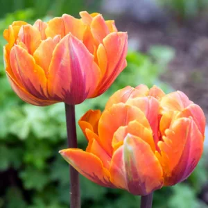 Tulipa Orange Princess, Tulip 'Orange Princess', Double Late Tulip 'Orange Princess', Double Late Tulips, Spring Bulbs, Spring Flowers, Tulipe Orange Princess,  Orange Tulips, Late spring tulips, Tulipes Doubles Tardives