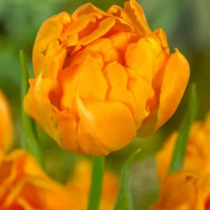 Tulipa 'Orca', Tulip 'Orca', Double Early Tulip 'Orca', Double Early Tulips, Spring Bulbs, Spring Flowers, Orange Tulip, Tulip Bulbs, Tulips, Tulip, Tulip Popular