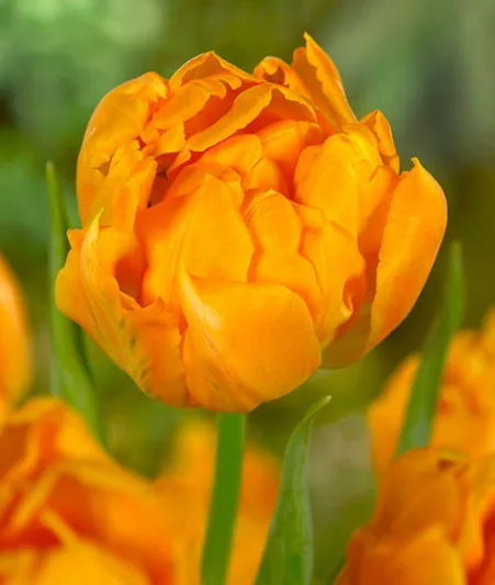 Tulipa 'Orca', Tulip 'Orca', Double Early Tulip 'Orca', Double Early Tulips, Spring Bulbs, Spring Flowers, Orange Tulip, Tulip Bulbs, Tulips, Tulip, Tulip Popular