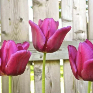Tulipa Passionale,Tulip 'Passionale', Triumph Tulip 'Passionale', Triumph Tulips, Spring Bulbs, Spring Flowers, Tulipe Passionale, Purple Tulips, Tulipes Triomphe