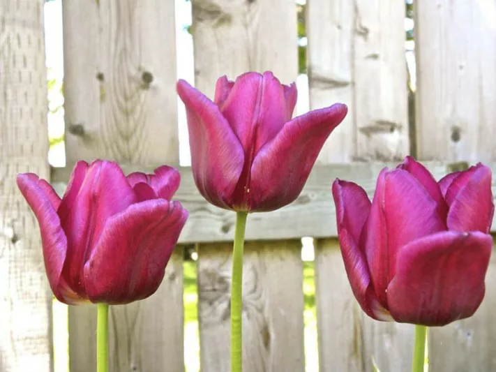 Tulipa Passionale,Tulip 'Passionale', Triumph Tulip 'Passionale', Triumph Tulips, Spring Bulbs, Spring Flowers, Tulipe Passionale, Purple Tulips, Tulipes Triomphe