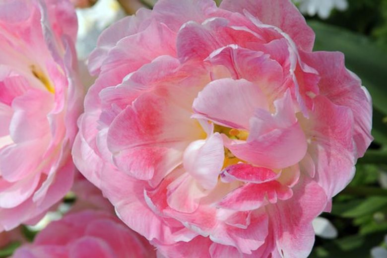 Tulip Peach Blossom, Tulipa Peach Blossom, Tulipe Peach Blossom, Pink Tulips, Double Early tulips, Tulipes Double Hatives, Spring Bulbs, Spring Flowers