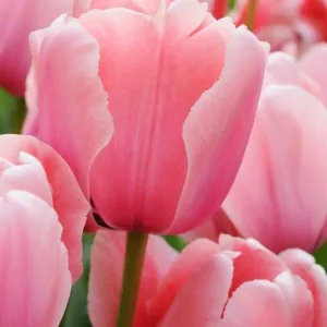 Tulipa Pink Diamond,Tulip 'Pink Diamond', Single Late Tulip 'Pink Diamond', Single Late Tulips, Spring Bulbs, Spring Flowers, Tulipe Pink Diamond, Pink Tulip, Single Late Tulip, Spring Bloom