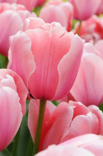 Tulipa Pink Diamond,Tulip 'Pink Diamond', Single Late Tulip 'Pink Diamond', Single Late Tulips, Spring Bulbs, Spring Flowers, Tulipe Pink Diamond, Pink Tulip, Single Late Tulip, Spring Bloom