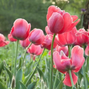 Tulipa 'Pink Impression', Tulip 'Pink Impression', Darwin Hybrid Tulip 'Pink Impression', Darwin Hybrid Tulips, Spring Bulbs, Spring Flowers, Pink Tulip,