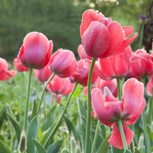 Tulipa 'Pink Impression', Tulip 'Pink Impression', Darwin Hybrid Tulip 'Pink Impression', Darwin Hybrid Tulips, Spring Bulbs, Spring Flowers, Pink Tulip,