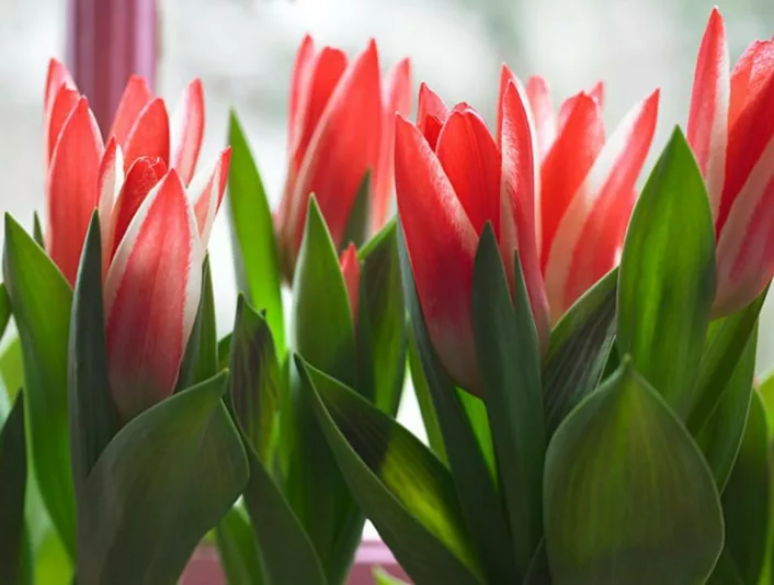 Tulipa Pinocchio, Tulip 'Pinocchio', Greigii Tulip 'Pinocchio', Greigii Tulips, Spring Bulbs, Spring Flowers, Tulipe Pinocchio, Red Tulips, Bicolored Tulips, Tulipes Greigii