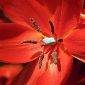 Tulipa praestans 'Fusilier', Tulip praestans 'Fusilier', Tulip 'Fusilier', Miscellaneous Tulip 'Fusilier', Botanical Tulips, Tulip Species, Rock Garden Tulips, Wild Tulips, Mid spring tulip, red tulip, multi-flowering tulip