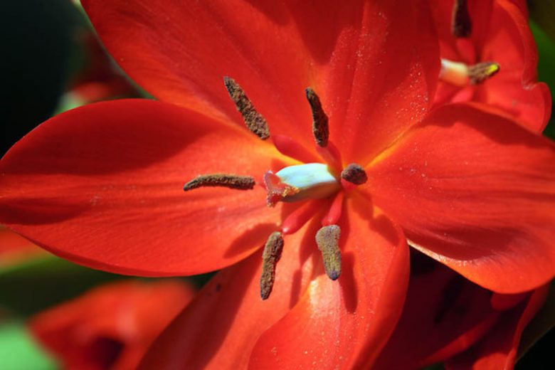 Tulipa praestans 'Fusilier', Tulip praestans 'Fusilier', Tulip 'Fusilier', Miscellaneous Tulip 'Fusilier', Botanical Tulips, Tulip Species, Rock Garden Tulips, Wild Tulips, Mid spring tulip, red tulip, multi-flowering tulip