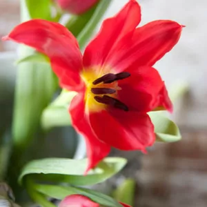 Tulipa Pretty Woman, Tulip 'Pretty Woman', Lily-Flowered Tulip 'Pretty Woman', Lily-Flowering Tulip Pretty Woman', Lily-Flowered Tulips, Spring Bulbs, Spring Flowers, Red tulip, mid late season tulip, mid late spring tulip