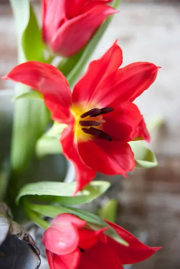Tulipa Pretty Woman, Tulip 'Pretty Woman', Lily-Flowered Tulip 'Pretty Woman', Lily-Flowering Tulip Pretty Woman', Lily-Flowered Tulips, Spring Bulbs, Spring Flowers, Red tulip, mid late season tulip, mid late spring tulip