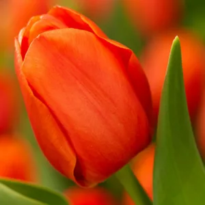 Tulipa 'Prins Willem Alexander', Tulipa 'Prince William Alexander', Tulip 'Prins Willem Alexander', Triumph Tulip 'Prins Willem Alexander', Tulip 'Prince William Alexander', Triumph Tulip 'Prince William Alexander', Triumph Tulips, Spring Bulbs, Spring Fl