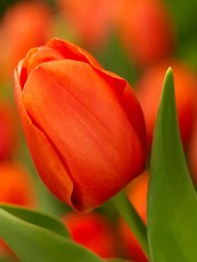 Tulipa 'Prins Willem Alexander', Tulipa 'Prince William Alexander', Tulip 'Prins Willem Alexander', Triumph Tulip 'Prins Willem Alexander', Tulip 'Prince William Alexander', Triumph Tulip 'Prince William Alexander', Triumph Tulips, Spring Bulbs, Spring Fl