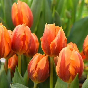 Tulipa 'Prinses Irene',Tulip 'Prinses Irene', Triumph Tulip 'Prinses Irene', Triumph Tulips, Spring Bulbs, Spring Flowers, Tulipe Prinses Irene, Orange Tulip