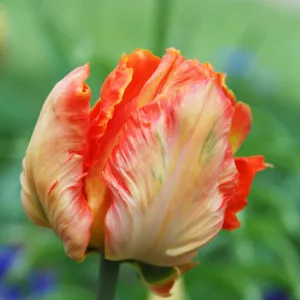 Tulipa 'Professor Rontgen', Tulip 'Professor Rontgen', Parrot Tulip 'Professor Rontgen', Parrot Tulips, Spring Bulbs, Spring Flowers, Tulipe Professor Rontgen, Parrot Tulip, Apricot Tulip, Orange Tulip, Tulipe perroquet