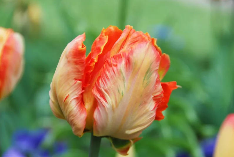 Tulipa 'Professor Rontgen', Tulip 'Professor Rontgen', Parrot Tulip 'Professor Rontgen', Parrot Tulips, Spring Bulbs, Spring Flowers, Tulipe Professor Rontgen, Parrot Tulip, Apricot Tulip, Orange Tulip, Tulipe perroquet