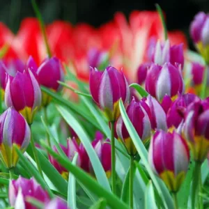 Tulipa Pulchella 'Persian Pearl', Tulip 'Persian Pearl', Tulipa Humilis var. Pulchella 'Persian Pearl', Tulipa Humilis 'Persian Pearl', Botanical Tulip, Tulip Species, Rock Garden Tulip, Wild Tulip