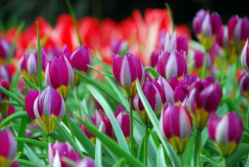 Tulipa Pulchella 'Persian Pearl', Tulip 'Persian Pearl', Tulipa Humilis var. Pulchella 'Persian Pearl', Tulipa Humilis 'Persian Pearl', Botanical Tulip, Tulip Species, Rock Garden Tulip, Wild Tulip