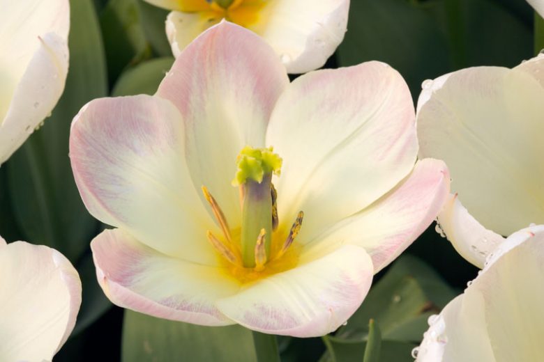 Tulipa 'Purissima', Tulip 'Purissima', Fosteriana Tulip 'Purissima', Tulip 'White Emperor', Fosteriana Tulip 'White Emperor', Fosteriana Tulips, Spring Bulbs, Spring Flowers, White Tulip, Early tulip