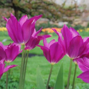 Tulipa Purple Dream, Tulip 'Purple Dream', Lily-Flowered Tulip 'Purple Dream', Lily-Flowering Tulip 'Purple Dream', Lily-Flowered Tulips, Spring Bulbs, Spring Flowers, Tulipe Purple Dream,Lily Flowered Tulip, Purple tulip, late season tulip, late spring t