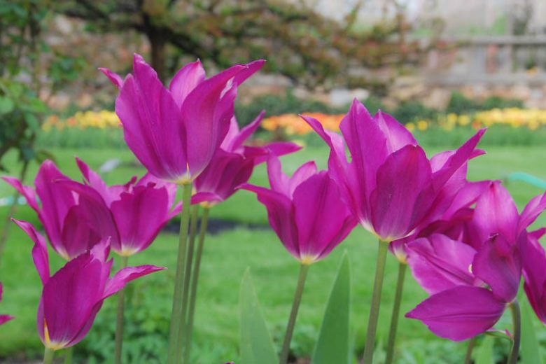 Tulipa Purple Dream, Tulip 'Purple Dream', Lily-Flowered Tulip 'Purple Dream', Lily-Flowering Tulip 'Purple Dream', Lily-Flowered Tulips, Spring Bulbs, Spring Flowers, Tulipe Purple Dream,Lily Flowered Tulip, Purple tulip, late season tulip, late spring t