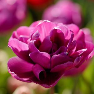 Tulipa 'Purple Jacket',Tulip 'Purple Jacket', Double Late Tulip 'Purple Jacket', Double Late Tulips, Spring Bulbs, Spring Flowers, Tulipe Purple Jacket, Purple Tulips, Late spring tulips, Tulipes Doubles Tardives