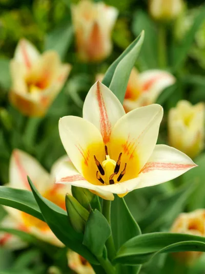 Tulipa 'Quebec',Tulip 'Quebec', Greigii Tulip 'Quebec', Greigii Tulips, Spring Bulbs, Spring Flowers, Tulipe Quebec, bicolor tulips