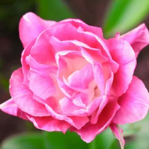Tulipa 'Queen of Marvel',Tulip 'Queen of Marvel', Double Early Tulip 'Queen of Marvel', Double Early Tulips, Spring Bulbs, Spring Flowers,Tulipe Queen of Marvel, Double Pink Tulip, Pink Tulip