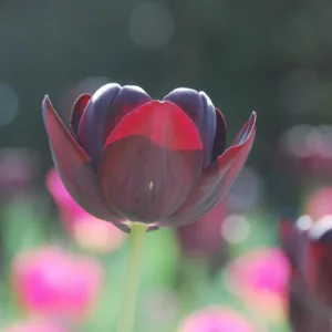 Queen of Night Tulip, Tulipa Queen of Night, Tulip 'Queen Of Night', Single Late Tulip 'Queen Of Night', Single Late Tulips, Spring Bulbs, Spring Flowers, Tulipe Queen of Night, AGM Tulips, Black tulips, bulb combination