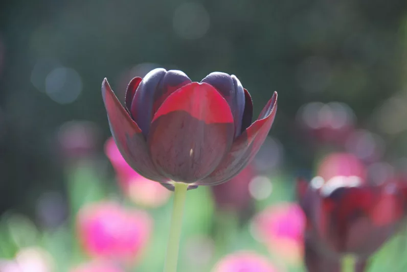 Queen of Night Tulip, Tulipa Queen of Night, Tulip 'Queen Of Night', Single Late Tulip 'Queen Of Night', Single Late Tulips, Spring Bulbs, Spring Flowers, Tulipe Queen of Night, AGM Tulips, Black tulips, bulb combination