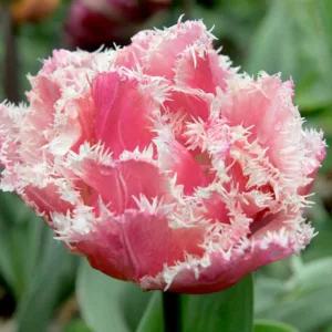 Tulipa 'Queensland', Tulip 'Queensland', Fringed Tulip 'Queensland', Fringed Tulips, Spring Bulbs, Spring Flowers, pink Tulips, Tulipes Dentelle