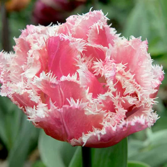 Tulipa 'Queensland', Tulip 'Queensland', Fringed Tulip 'Queensland', Fringed Tulips, Spring Bulbs, Spring Flowers, pink Tulips, Tulipes Dentelle