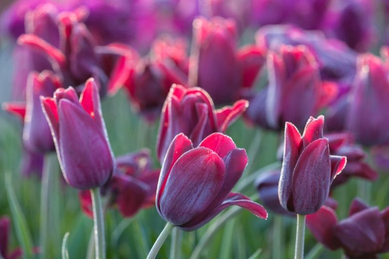 Tulipa Recreado, Tulip 'Recreado', Single Late Tulip 'Recreado', Single Late Tulips, Spring Bulbs, Spring Flowers, Tulipe Recreado, Purple Tulip, Single Late Tulip, Spring Bloom