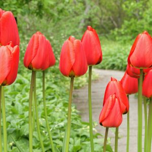 Tulip Red Emperor, Tulip Madame Lefeber,Tulipe Red Emperor, Tulipe Madame Lefeber, Fosteriana Tulip 'Red Emperor', Fosteriana Tulip 'Madame Lefeber', Fosteriana Tulips, Spring Bulbs, Spring Flowers, Tulipa Madame Lefeber, Tulipes Fosteriana
