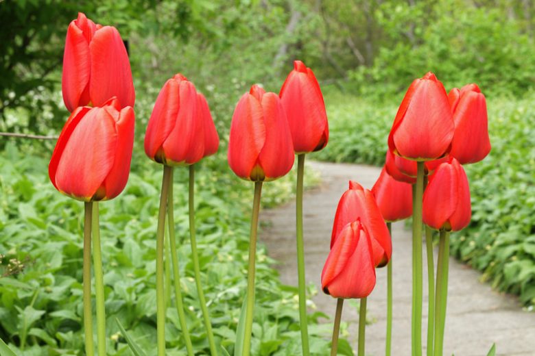 Tulip Red Emperor, Tulip Madame Lefeber,Tulipe Red Emperor, Tulipe Madame Lefeber, Fosteriana Tulip 'Red Emperor', Fosteriana Tulip 'Madame Lefeber', Fosteriana Tulips, Spring Bulbs, Spring Flowers, Tulipa Madame Lefeber, Tulipes Fosteriana