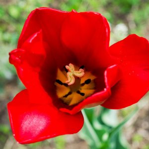 Tulipa 'Red Impression', Tulip 'Red Impression', Darwin Hybrid Tulip 'Red Impression', Darwin Hybrid Tulips, Spring Bulbs, Spring Flowers, Red Tulip