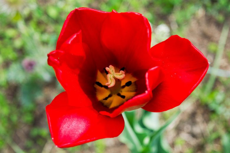 Tulipa 'Red Impression', Tulip 'Red Impression', Darwin Hybrid Tulip 'Red Impression', Darwin Hybrid Tulips, Spring Bulbs, Spring Flowers, Red Tulip