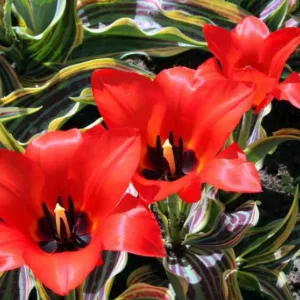 Tulipa Red Riding Hood, Tulip 'Red Riding Hood', Greigii Tulip 'Red Riding Hood', Greigii Tulips, Spring Bulbs, Spring Flowers, Tulipe Red Riding Hood, Tulipes Greigii, Red tulips