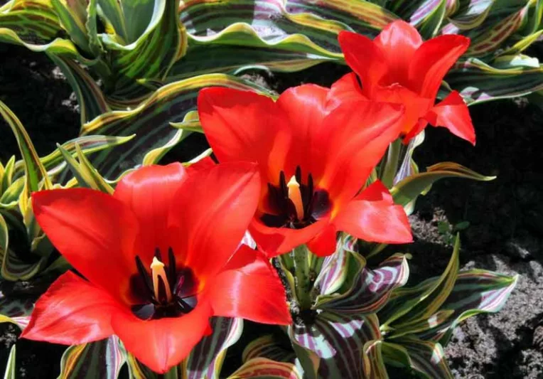 Tulipa Red Riding Hood, Tulip 'Red Riding Hood', Greigii Tulip 'Red Riding Hood', Greigii Tulips, Spring Bulbs, Spring Flowers, Tulipe Red Riding Hood, Tulipes Greigii, Red tulips