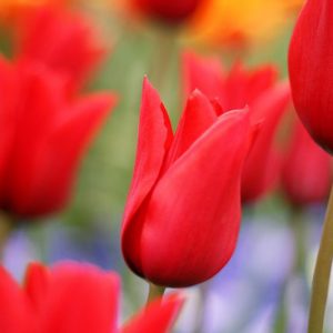 Tulipa Red Shine, Tulip 'Red Shine', Lily-Flowered Tulip 'Red Shine', Lily-Flowering Tulip 'Red Shine', Lily-Flowered Tulips, Spring Bulbs, Spring Flowers, Tulipe Red Shine, Red tulips, Red lily-flowered tulips