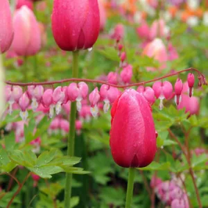 Tulip 'Renown', Single Late Tulip 'Renown', Single Late Tulips, Spring Bulbs, Spring Flowers, Pink Tulip