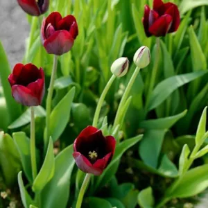 Tulipa Ronaldo,Tulip 'Ronaldo', Triumph Tulip 'Ronaldo', Triumph Tulips, Spring Bulbs, Spring Flowers, Tulipe Ronaldo, Purple Tulips,Dark Tulips, Tulipes Triomphe