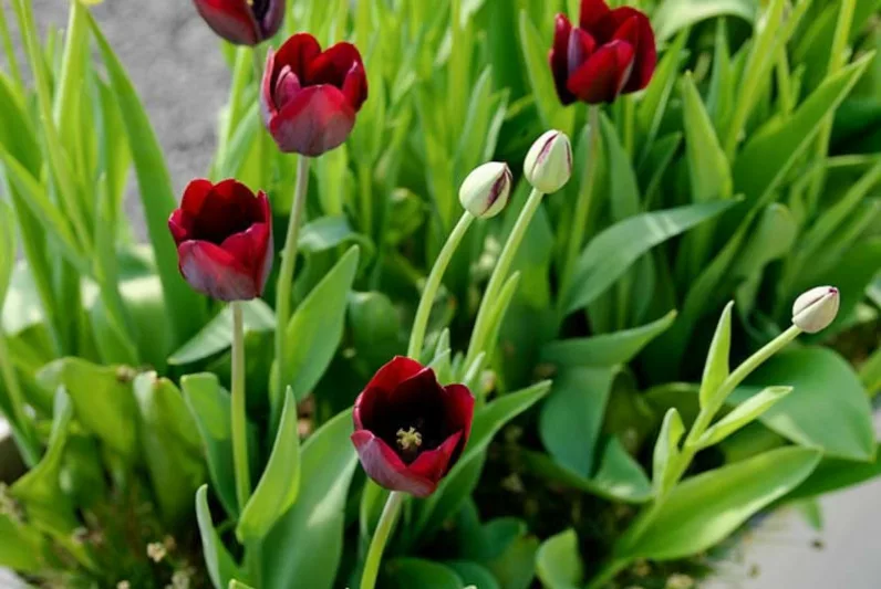Tulipa Ronaldo,Tulip 'Ronaldo', Triumph Tulip 'Ronaldo', Triumph Tulips, Spring Bulbs, Spring Flowers, Tulipe Ronaldo, Purple Tulips,Dark Tulips, Tulipes Triomphe
