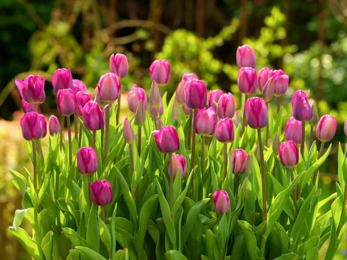 Tulip 'Roussillon', Triumph Tulip 'Roussillon', Tulip 'Roussillion', Triumph Tulip 'Roussillion',Triumph Tulips, Spring Bulbs, Spring Flowers
