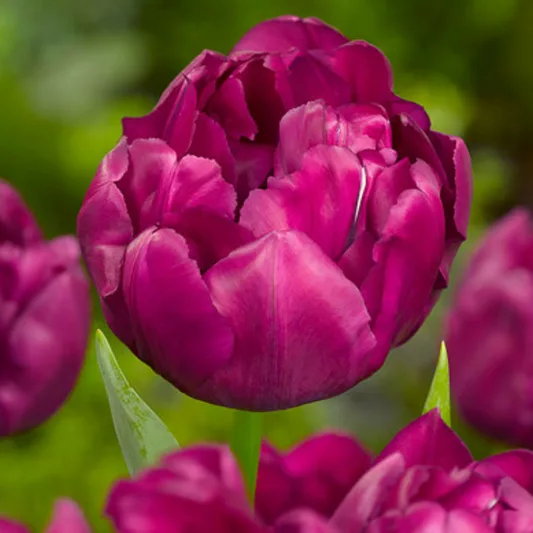Tulip Royal Acres, Tulipa Royal Acres, Tulipe Royal Acres, Purple Tulips, Double Early tulips, Tulipes Double Hatives, Spring Bulbs, Spring Flowers