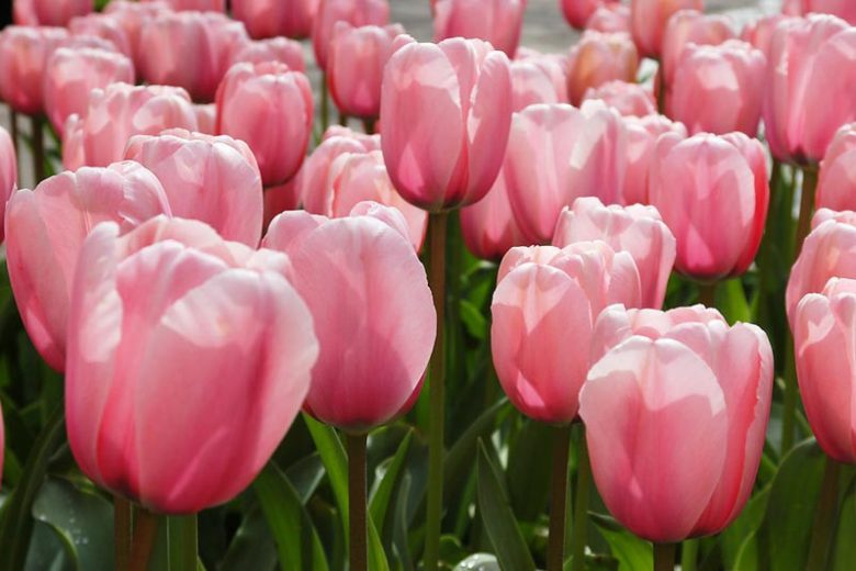 Tulipa 'Salmon Impression', Tulip 'Salmon Impression', Darwin Hybrid Tulip Salmon Impression', Darwin Hybrid Tulips, Spring Bulbs, Spring Flowers, Pink Tulip