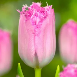 Tulipa 'Santander', Tulip 'Santander', Fringed Tulip 'Santander', Fringed Tulips, Spring Bulbs, Spring Flowers, pink Tulips, Tulipes Dentelle