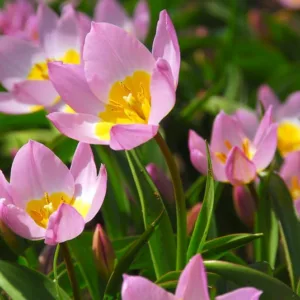 Candia Tulip 'Lilac Wonder', Miscellaneous Tulip 'Lilac Wonder', Tulipa Bakeri 'Lilac Wonder', Tulipa 'Lilac Wonder', Tulip 'Lilac Wonder', Botanical Tulips, Tulip Species, Rock Garden Tulips, Wild Tulips, Mid spring tulip, bicolored tulip, Candle Stick T
