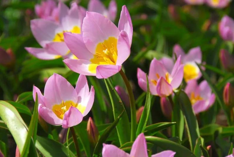 Candia Tulip 'Lilac Wonder', Miscellaneous Tulip 'Lilac Wonder', Tulipa Bakeri 'Lilac Wonder', Tulipa 'Lilac Wonder', Tulip 'Lilac Wonder', Botanical Tulips, Tulip Species, Rock Garden Tulips, Wild Tulips, Mid spring tulip, bicolored tulip, Candle Stick T