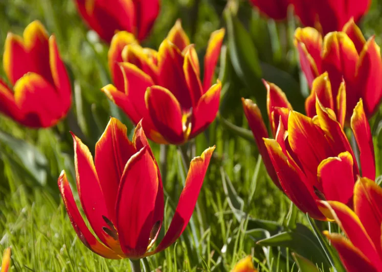 Tulipa schrenkii, TTulip schrenkii, Schrenk's Tulip, Botanical Tulip, Tulip Species, Rock Garden Tulip, Wild Tulip